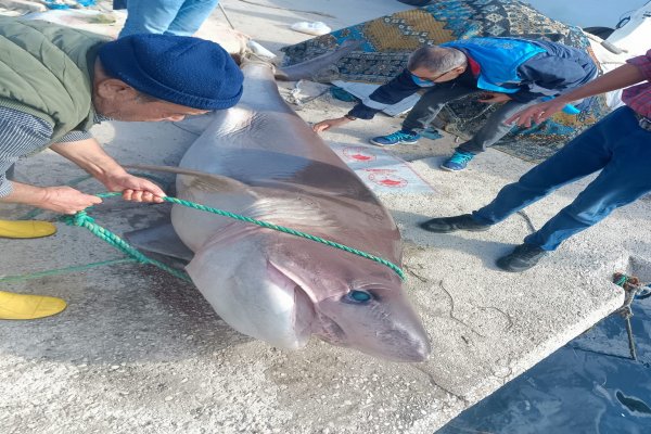 4 metre köpek balığı görenleri hayrete düşürdü