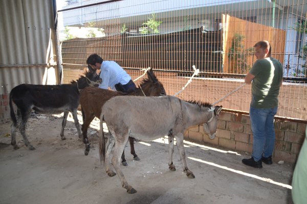 4 sahipsiz eşeğe Belediye sahip çıktı