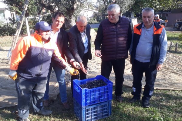 Belediye park ve caddelerdeki zeytinlere el attı