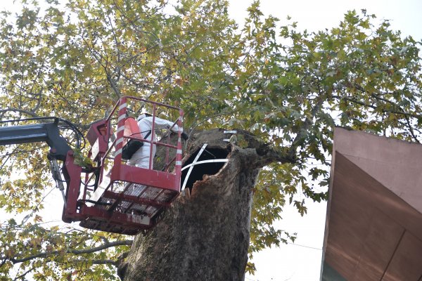 BURSA’NIN ASIRLIK ÇINARI KORUMA ALTINA ALINDI