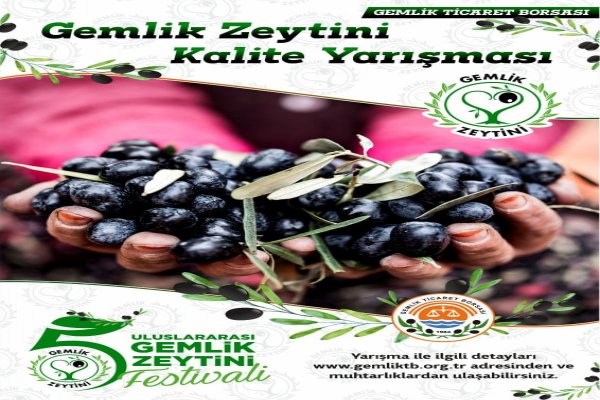 EN İYİ ZEYTİNLİK SEÇİMİ ÇALIŞMASI BAŞLADI