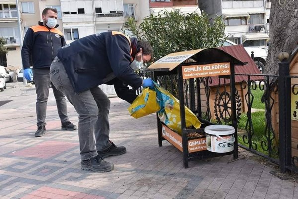 Gemlik Belediyesi sokaktaki dostlarımızı unutmuyor