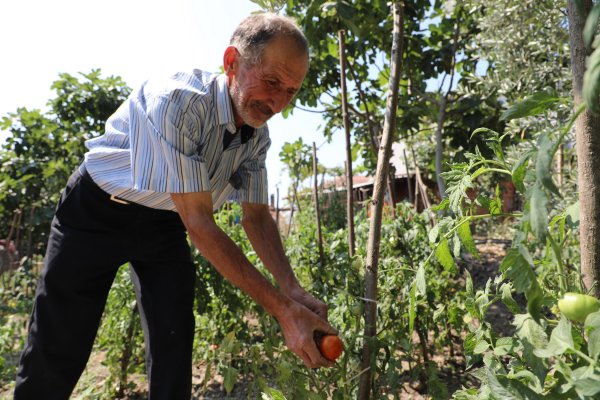 Gemlik’te organik tarım meyvelerini verdi 