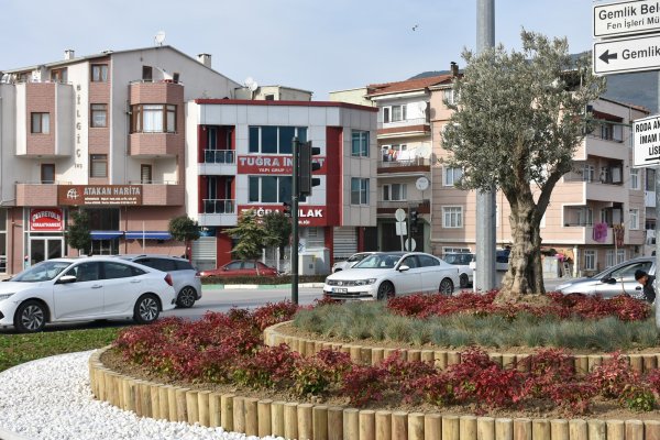 Gemlik'te refüjler zeytinle renkleniyor