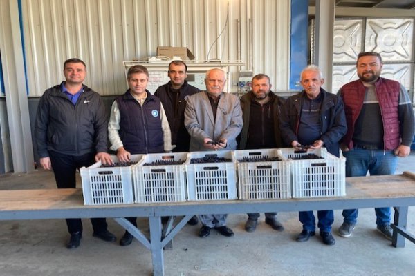 GEMLİK ZEYTİN KOOPERATİFİ DÖRDÜNCÜ DİLİM ÜRÜN ÖDEMELERİNİ BU CUMA YAPIYOR