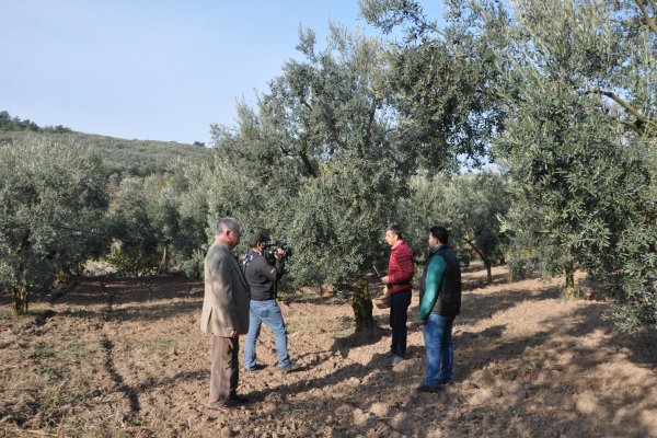 GEMLİK ZEYTİNİ BLOOMBERG TV’DE