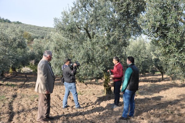 Gemlik zeytininin hikayesi Bloomberg Tv.de yayınlanacak