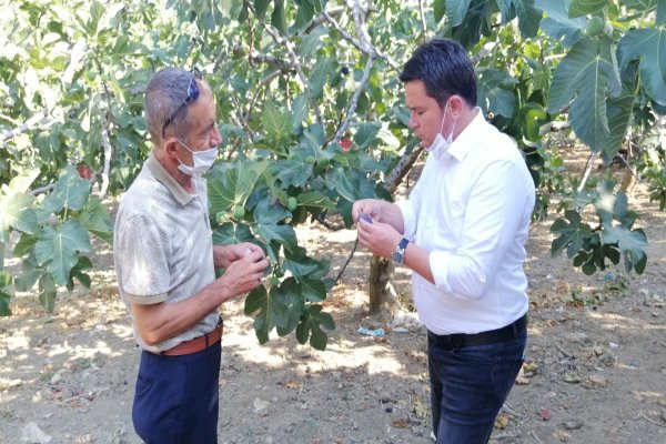 “İNCİR DE ŞEFTALİ GİBİ KESTANE GİBİ YOK OLMASIN”