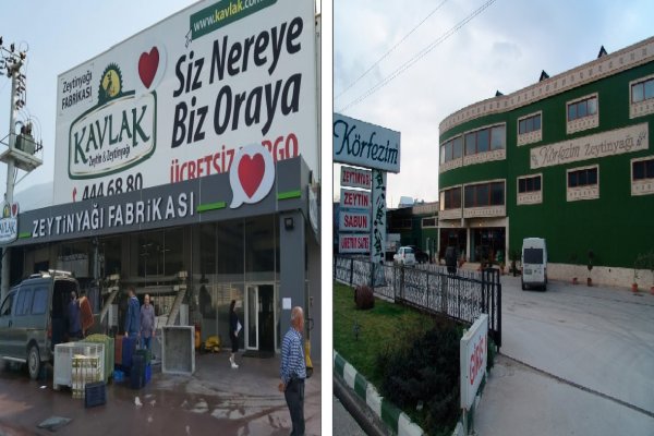 Kavlak ve Körfezim Yağhaneleri yağlık zeytin alım fiyatlarını 4 liraya yükseltti