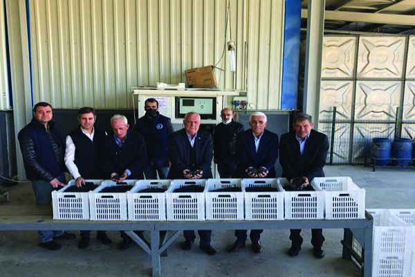 Kooperatifler Zeytin Alımlarını Başlattı