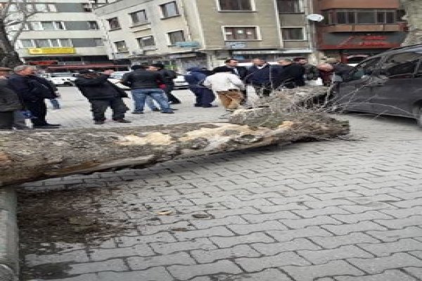 Kuruyan çınar ağacı araç üzerine devrildi