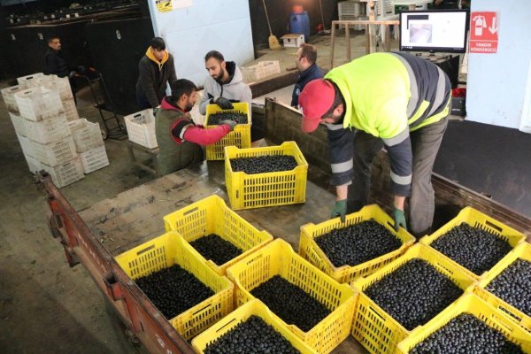 Marmarabirlik’ten 231 milyon TL ödeme