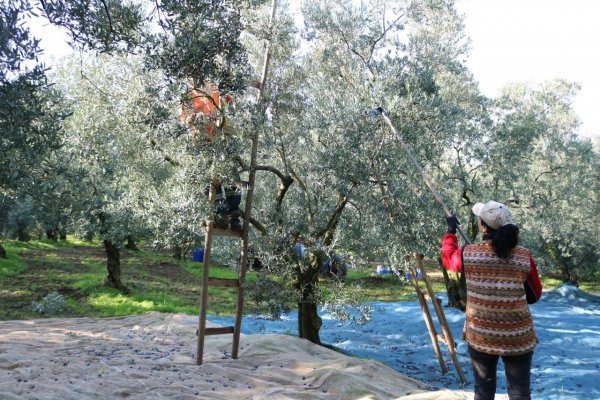 Marmarabirlik’ten 332 milyon TL ödeme
