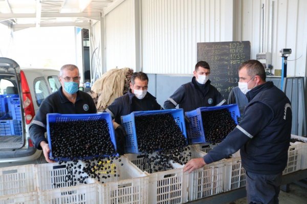 Marmarabirlik’ten üreticiye ödeme