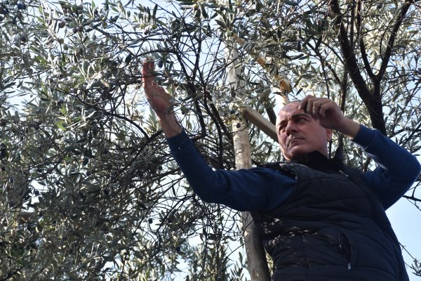 Parklarda zeytin seferberliği
