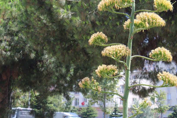 “Sabır Bitkisi” Gemlik’te çiçek açtı