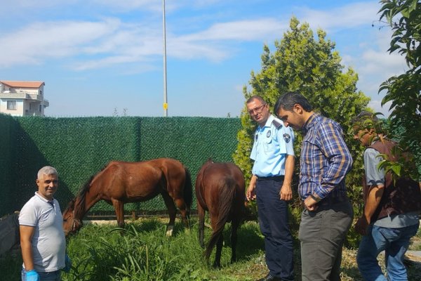 Sahipsiz atlar belediye korumasında