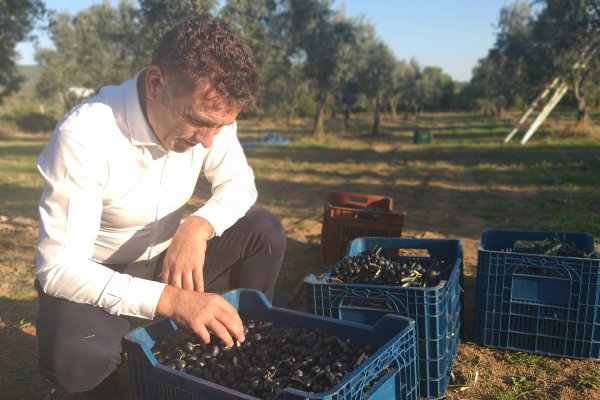 Sarıbal’dan “Marmarabirlik Afrin’den 52 bin ton zeytin aldı” iddiası