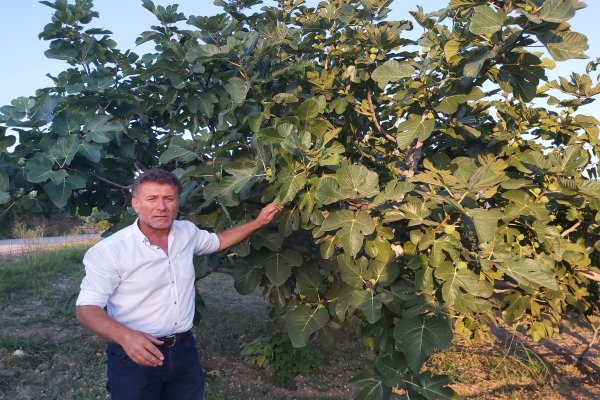 SARIBAL; ÜRETİCİNİN BOYNUNU BÜKÜK KOYMAYIN