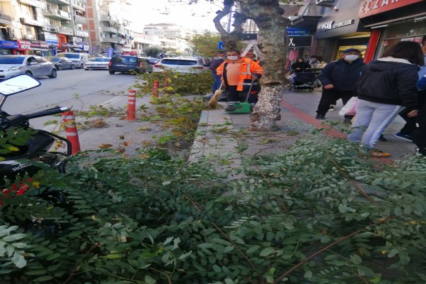SONBAHAR BUDAMASI DEVAM EDIYOR