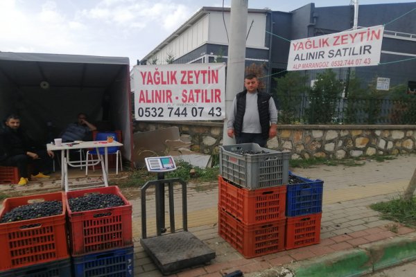UMURBEY'DE YAĞLIK ZEYTİN 38 LİRADAN ALINIYOR