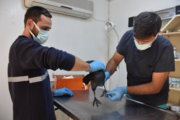 Yaralı yabani kuşa Gemlik Belediyesi sahip çıktı