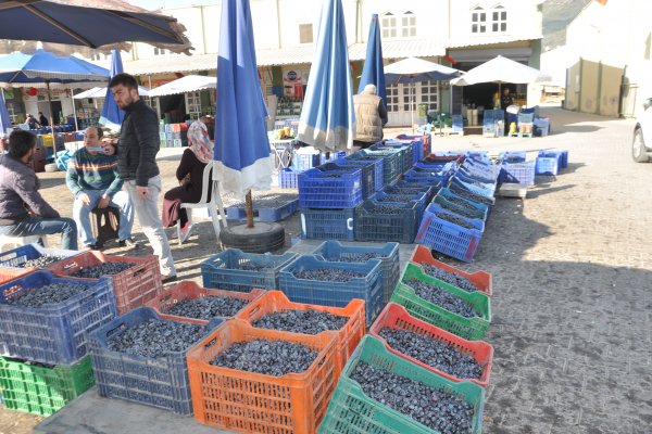 Zeytin piyasasında tüccar yok