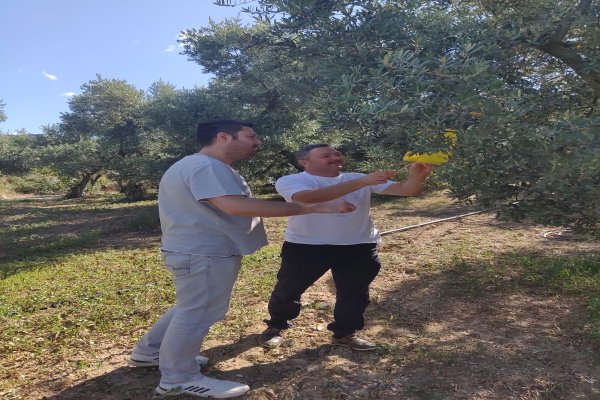ZEYTİN ÜRETİCİLERİ ZEYTİN SİNEĞİ MÜCADELESİ İÇİN UYARILDI