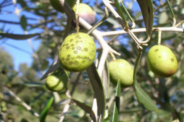 Zeytin zararlılarıyla mücadele başlatıldı